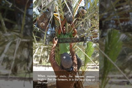 03-date-harvesting-2