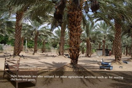 11-chicken-goat-date-farm