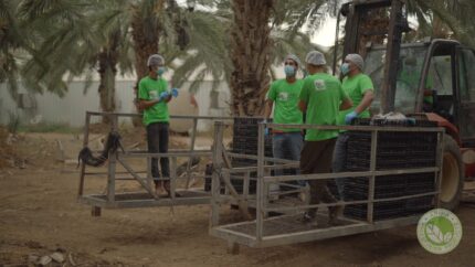 Ariha Palestine Medjoul Farm 001