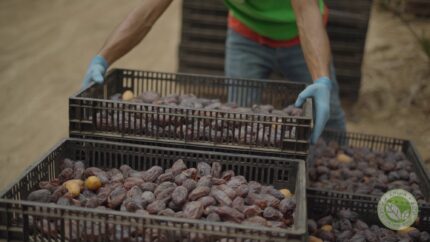 Ariha Palestine Medjoul Farm 003