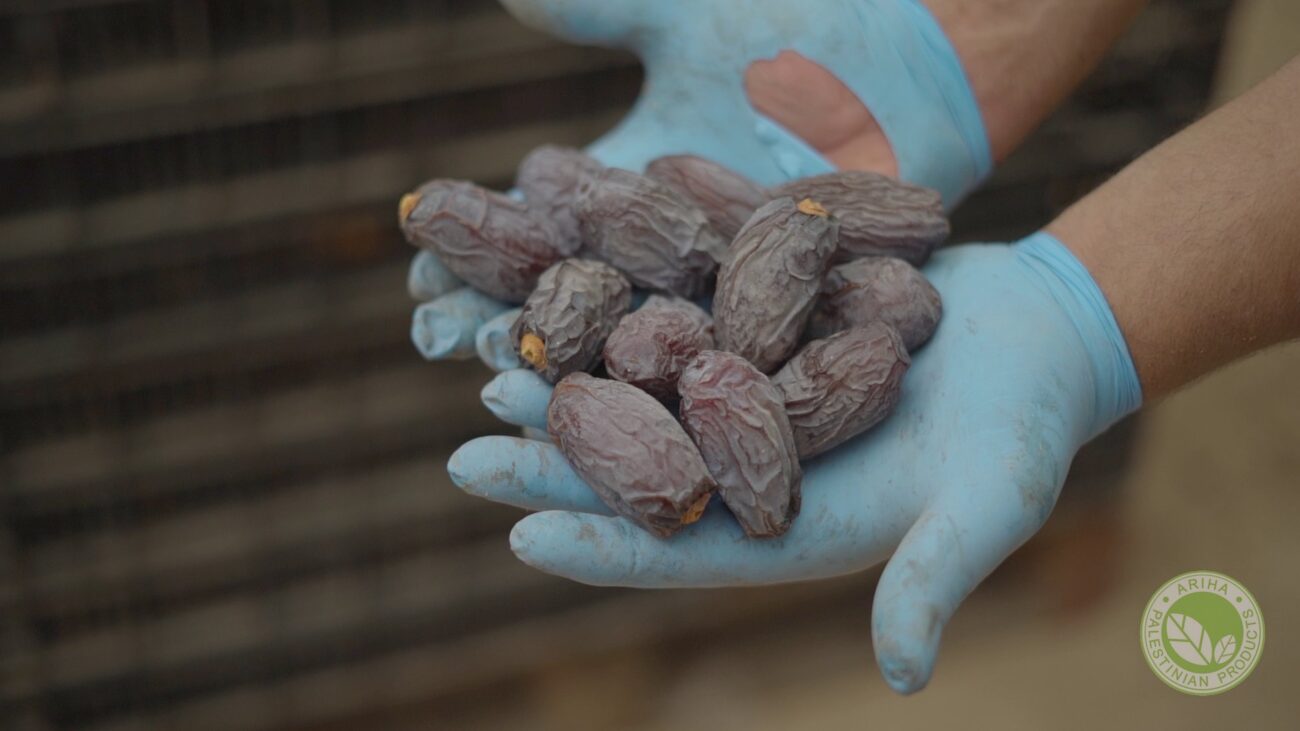 Ariha Palestine Medjoul Farm 004