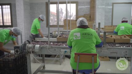 Ariha Palestine Medjoul Farm 005
