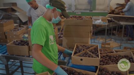 Ariha Palestine Medjoul Farm 008