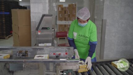 Ariha Palestine Medjoul Farm 009