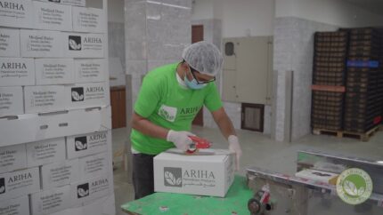 Ariha Palestine Medjoul Farm 010