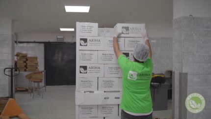 Ariha Palestine Medjoul Farm 011